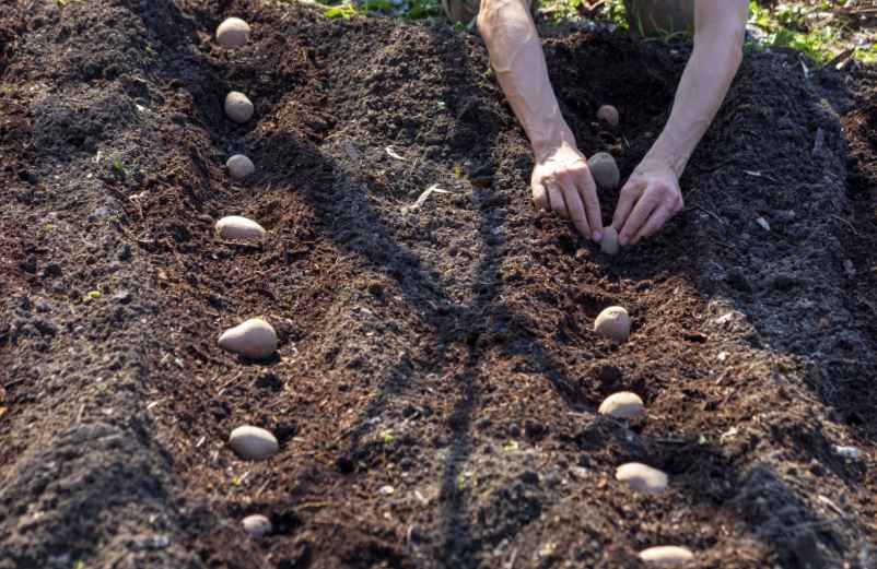 Les soins des plants